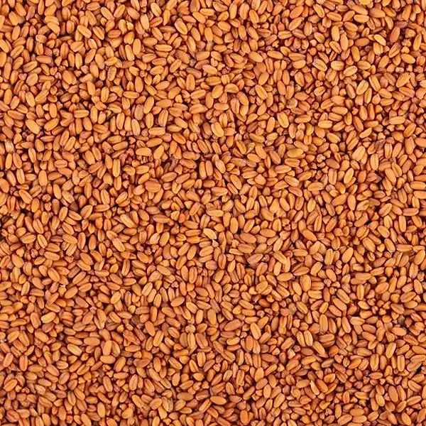 Camelina - Cultivos de Suriyaco S.R.L.
