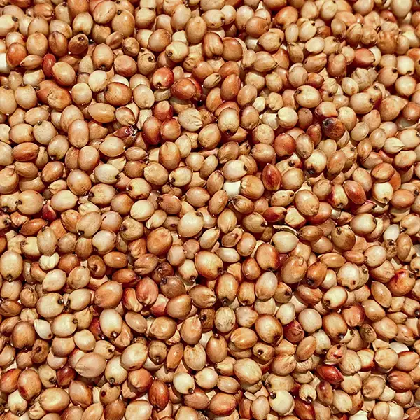 Sorgo - Cultivos de Suriyaco S.R.L.