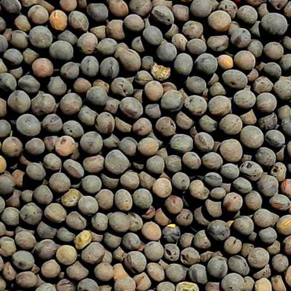Vicia - Cultivos de Suriyaco S.R.L.